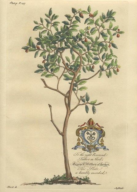 Griffith Hughes, Natural History of Barbados (1750), Book V, Plate 7, p. 127