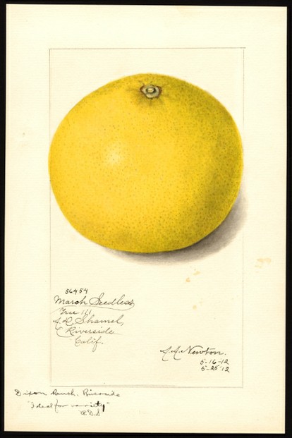 U.S. Department of Agriculture Pomological Watercolor Collection, Rare and Special Collections, National Agricultural Library