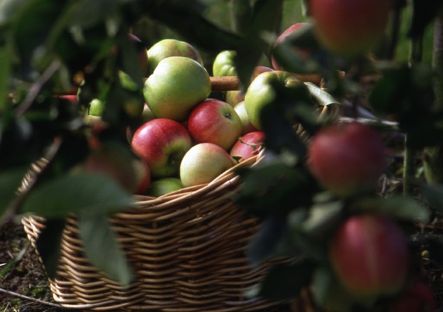 "Basket of Apples" by Gunnar Magnusson