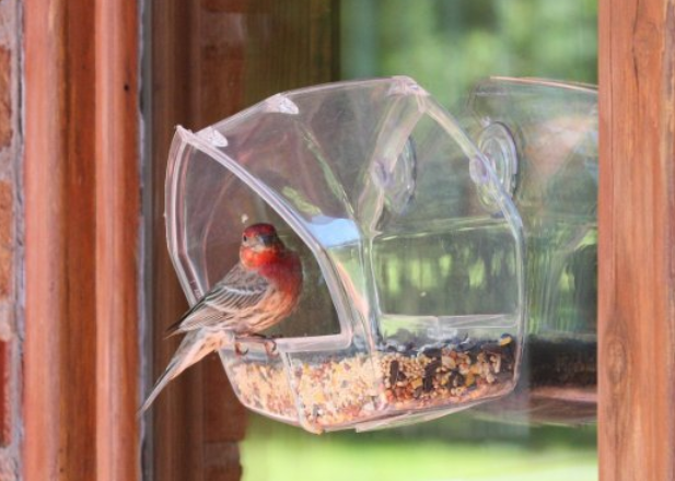 Image: Birdscapes Clear Window Bird Feeder