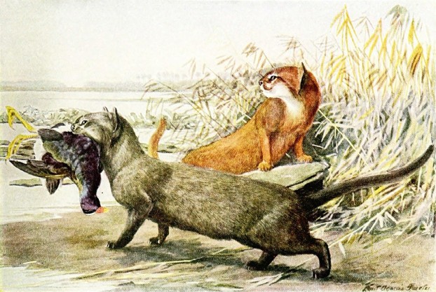 E.W. Nelson, The Larger North American Mammals (1916), p. 415