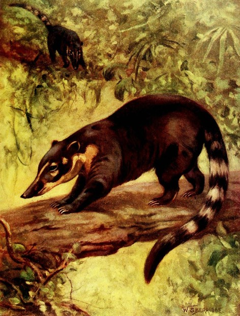W. Percival Westell, Book of the Animal Kingdom Mammals (1910)., Plate IV, opp. p. 50