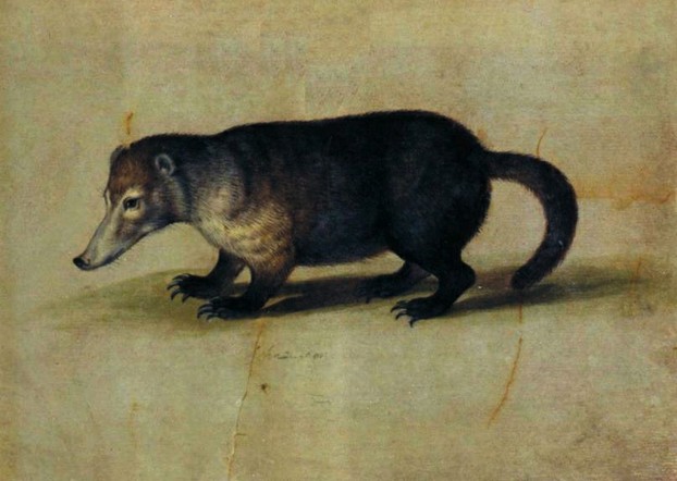 Aldrovandi, Tavole di Animali, tomo VII-2, folio 87r