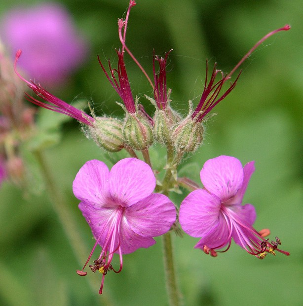 Essential oil extracted from Geranium macrorrhizum is named Zdravets (zdrave "health") in Bulgaria.