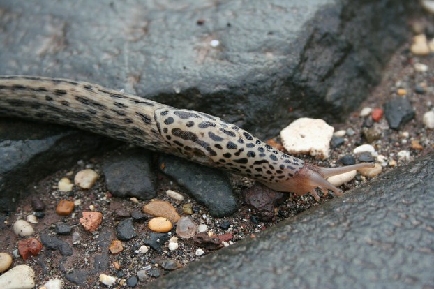 Carl Linnaeus (May 23, 1707–January 10, 1778) assigned scientific name to leopard slug in 1758.