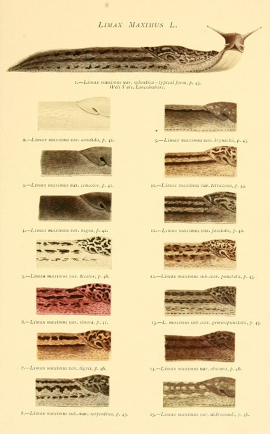 John W. Taylor, Monograph of the Land & Freshwater Mollusca of the British isles (1907), Plate VI, opp. p. 46.