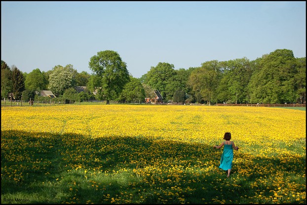dandelion field in the Netherlands