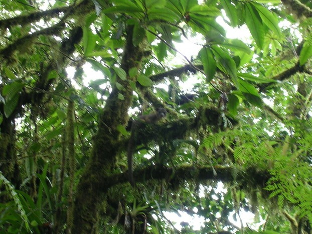 observant olingo on branch