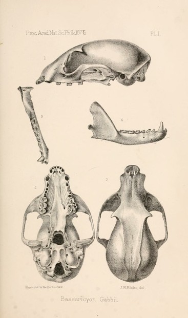 J.A. Allen, "A Description of a New Generic Type (Bassaricyon) of Procyonidae From Costa Rica," Plate 1