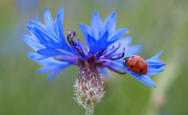 Blue Cornflower with Lady Bug Beetle Blue Cornflower with Lady Bug Beetle