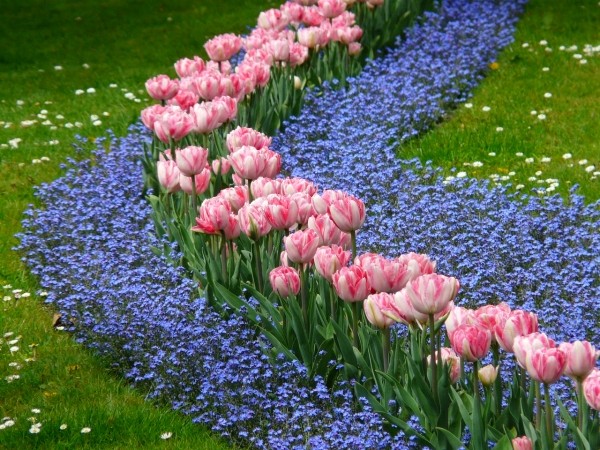 Pink tulips lined with forget-me-nots Pink tulips lined with forget-me-nots