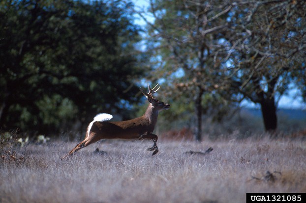 white-tailed deer Odocoileus virginianus Zimmerman