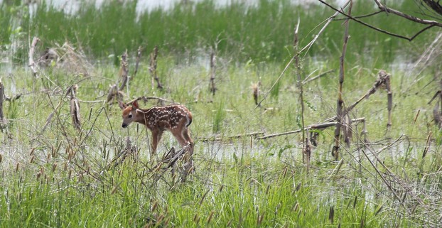 "white-tailed deer fawn"