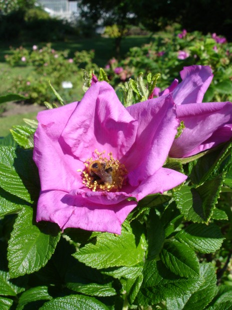 Rosa 'Scabrosa' (Hybrid Rugosa)