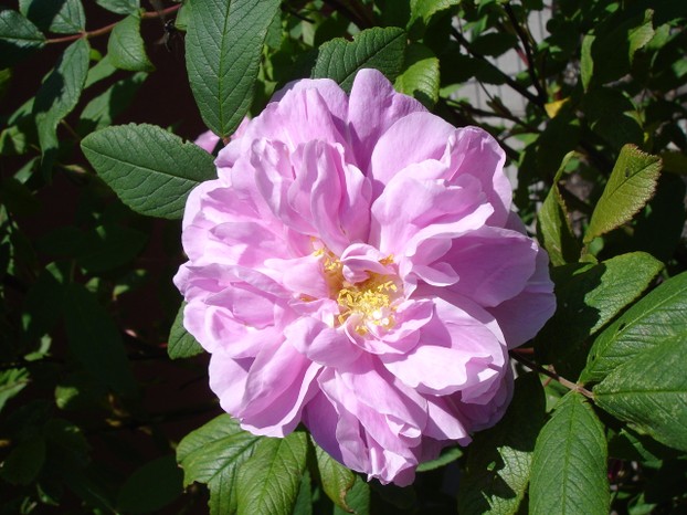 Rosa 'Therese Bugnet'