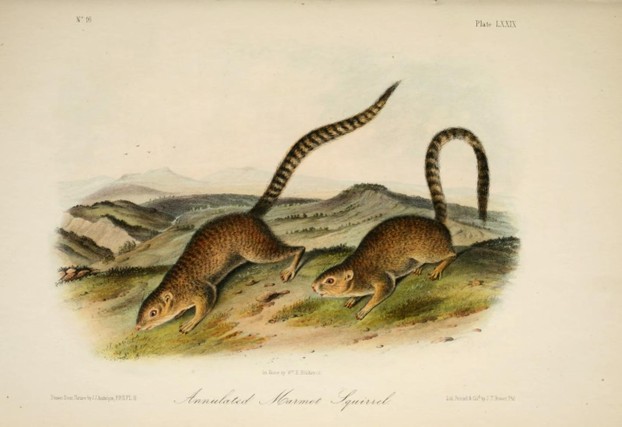 Plate LXXIX, No. 16, opposite page 212, J.J. Audubon, The Quadrupeds of North America, vol. II (MDCCCLI [1851])