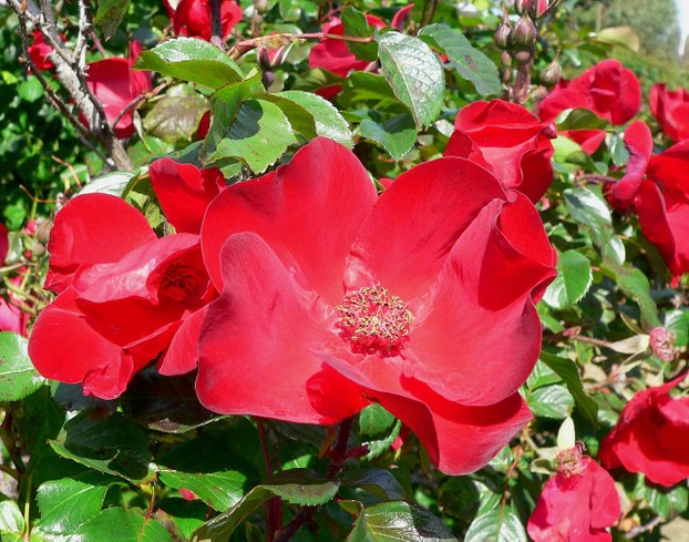 San Jose Heritage Rose Garden, northern California