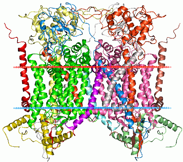 Mitochondrial cytochrome bc1 complex