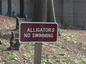 Warning: Alligator Sign, White Springs, Florida
