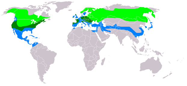 Light Green - nesting area; Dark Green - resident all year; Blue - wintering area