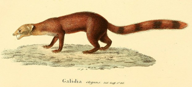 I.Geoffroy Saint-Hilaire, "Notice," Magasin de Zoologie, d'Anatomie Comparée et de Palaeontologie, ser. 2, vol. 1 (1839), Plate 14
