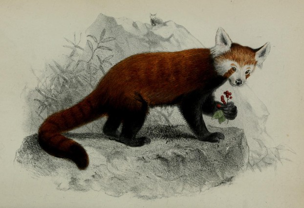 Proceedings of the Scientific Meetings of the Zoological Society of London (November 11, 1869), Plate XLI, opp. p. 507
