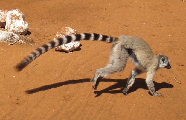 Berenty Private Reserve in Madagascar