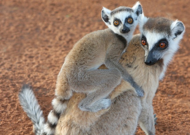 Berenty Reserve, southern Madagascar