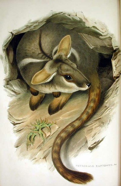 John Gould, Mammals of Australia (1863), Vol. II, Plate 43
