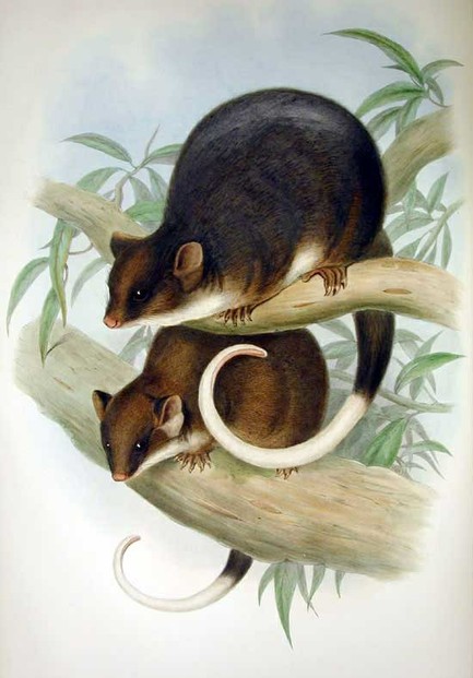 John Gould, Mammals of Australia, Vol. I, Plate 19