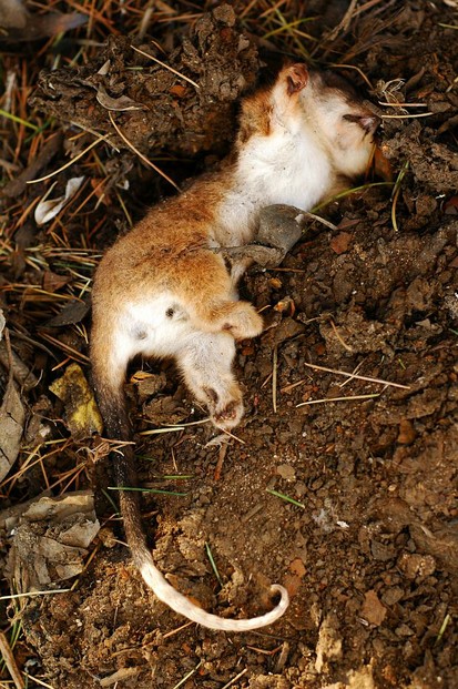 dead possum; Melbourne, Victoria, southeastern Australia
