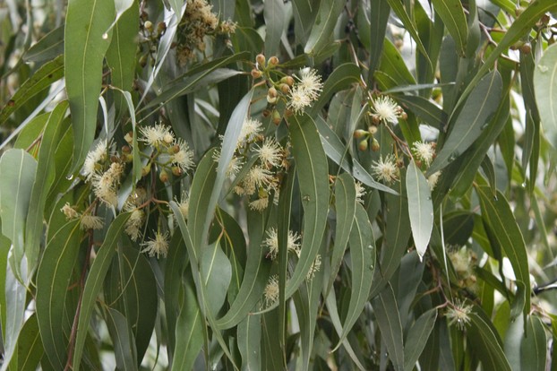 Eucalyptus maculata (Spotted Gum) flower and foliage; Drysdale, Bellarine Peninsula, Victoria state, southeast Australia