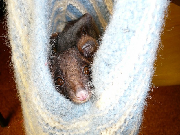"peeking possum: orphaned ringtails in their pouch"