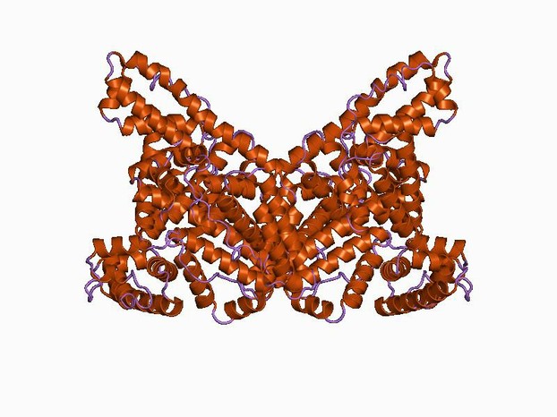 serum albumin structure