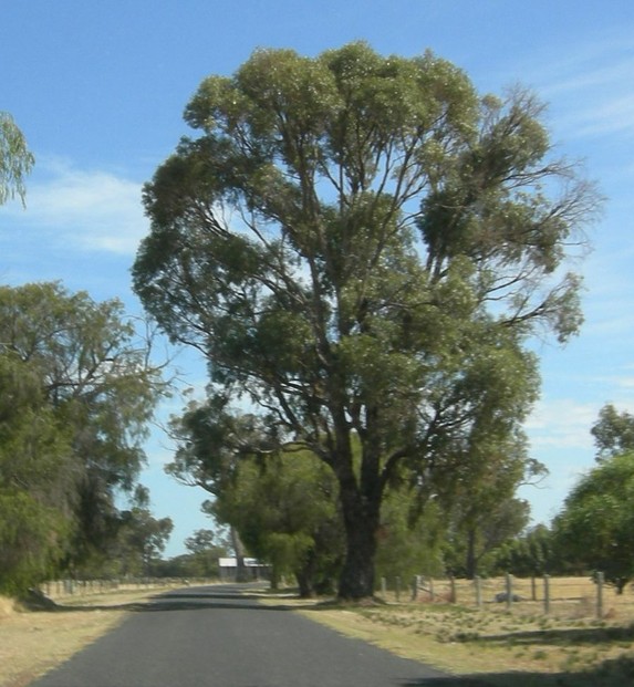 Tuart Tree (Eucalyptus gomphocephala) near Lake Clifton, Western Australia