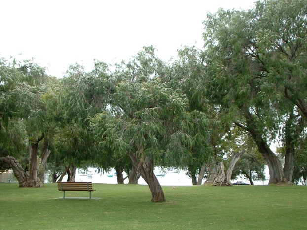 Agonis flexuosa grove on Swan River, Keanes Point, western Perth suburb of Peppermint Grove, Western Australia