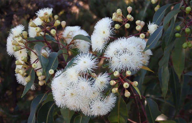 Eucalyptus (Corymbia) calophylla in flower, near Cataby, Western Australia