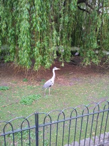 Heron in St James' Park