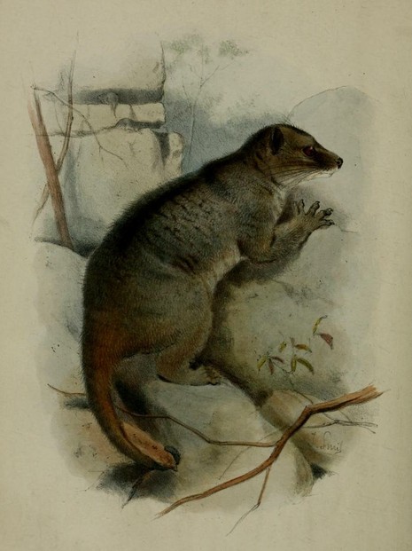 Proceedings of General Meetings of the Zoological Society of London for Year 1897, Part II (March 16), Plate XXIII, opp. p. 329