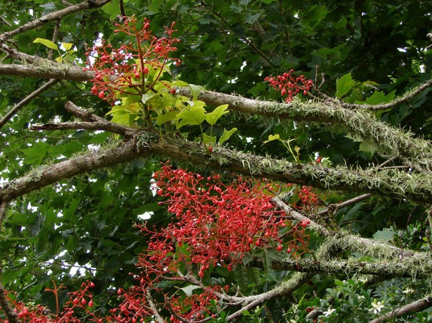 mossed Illawarra Flame Tree (Brachychiton acerifolius), Bunya Mountains National Park, southern Queensland