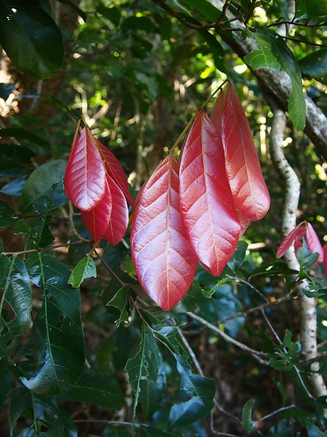 "Arytera divaricata foliage showing the bright red new growth."