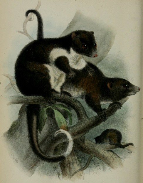 Plate XXX, between pages 380-381: Robert Collett's "On some apparently new Marsupials" (1884)