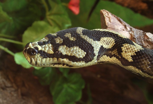 Jungle carpet python (Morelia spilota cheynei): Reptilien-Zoo, Scheidegg, Free State of Bavaria, southeastern Germany