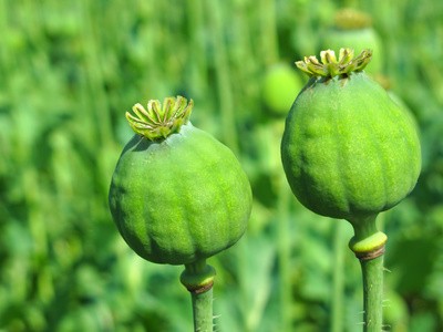 Opium Plants In Afghanistan