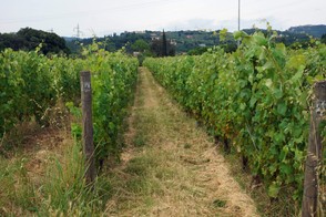 Italian Vineyards