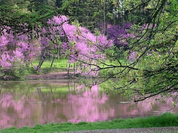 Lake Marmo, Morton Arboretum (West Side), Lisle, Illinois