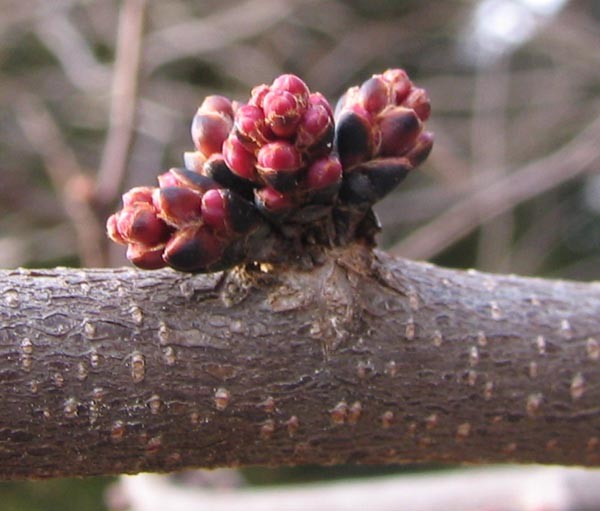 Eastern redbud's mid-March buds