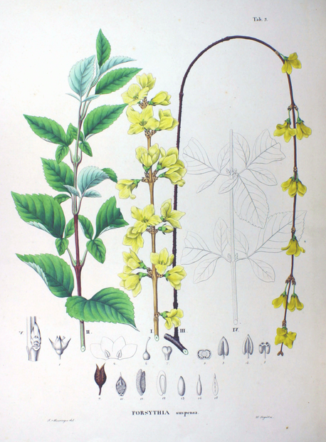 Ph. Fr. de Siebold and J.G. Zuccarini, Flora Japonica Sectio Prima (1826), Tab. 3