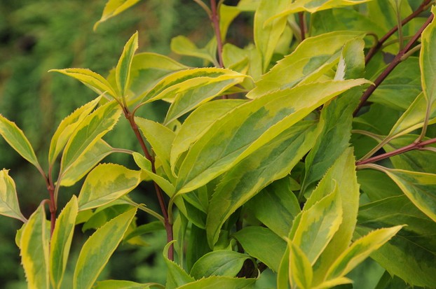 variegated forsythia