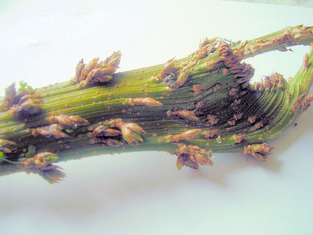 Forsythia intermedia 'Spectabilis'
